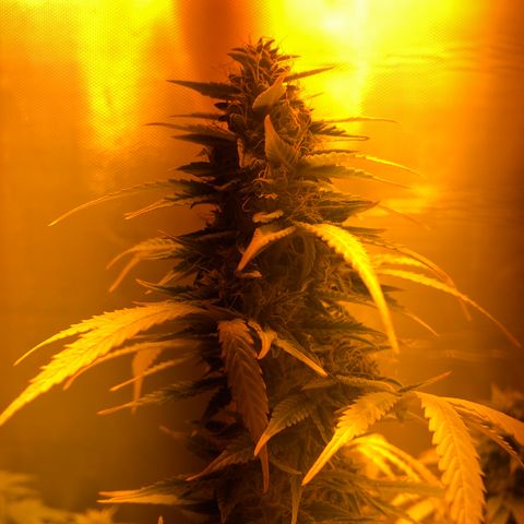 Blue AutoMazar growlog timeline photo