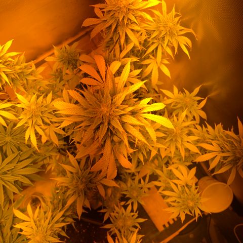 Blue AutoMazar growlog timeline photo