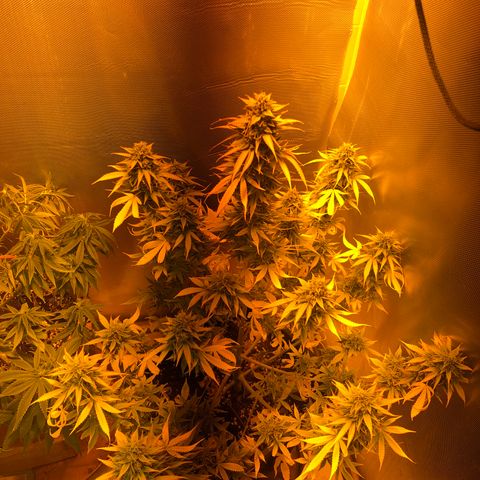 Blue AutoMazar growlog timeline photo