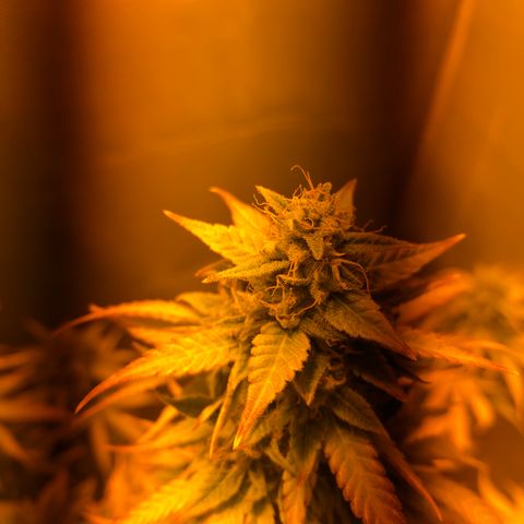 Blue AutoMazar growlog timeline photo