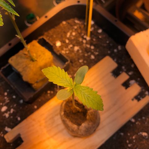 Gina growlog timeline photo