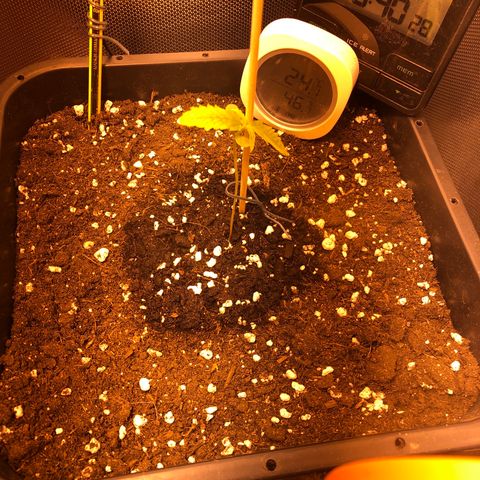 Gina growlog photo: Trovato la plantula piegata, dato acqua con spruzzino