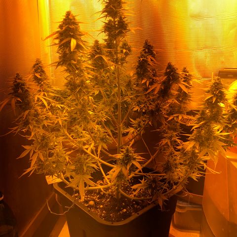 Blue AutoMazar growlog photo: Tricomi bianchi