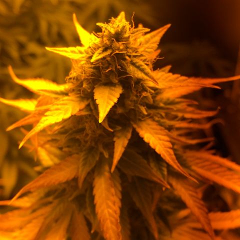Blue AutoMazar growlog photo: Tricomi bianchi