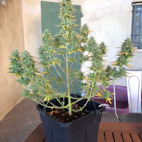 Blue AutoMazar growlog photo: Raccolto e messo a essiccare il 90% della pianta.