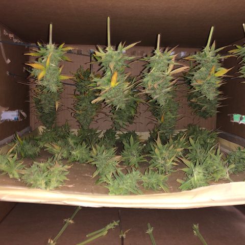 Blue AutoMazar growlog photo: Raccolto e messo a essiccare il 90% della pianta.