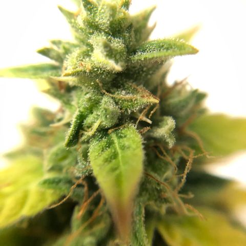 Blue AutoMazar growlog photo: Raccolto e messo a essiccare il 90% della pianta.