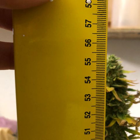 Blue AutoMazar growlog photo: Raccolto e messo a essiccare il 90% della pianta.