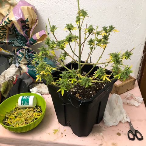 Blue AutoMazar growlog photo: Raccolto e messo a essiccare il 90% della pianta.