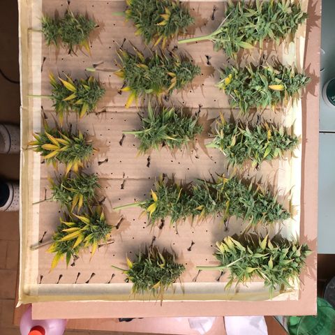 Blue AutoMazar growlog photo: Raccolto e messo a essiccare il 90% della pianta.