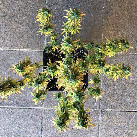 Blue AutoMazar growlog photo: Raccolto e messo a essiccare il 90% della pianta.