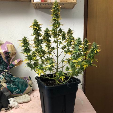 Blue AutoMazar growlog photo: Raccolto e messo a essiccare il 90% della pianta.