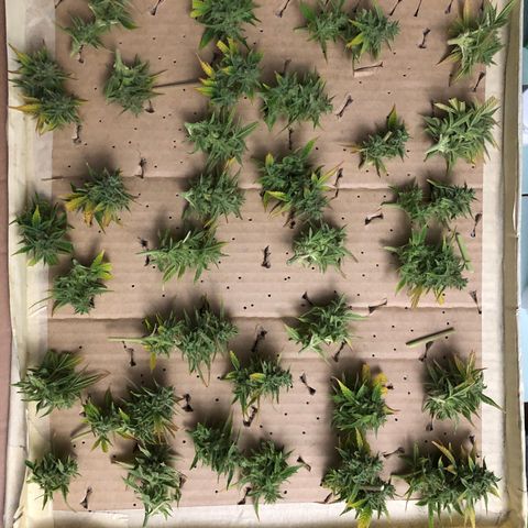 Blue AutoMazar growlog photo: Raccolto e messo a essiccare il 90% della pianta.