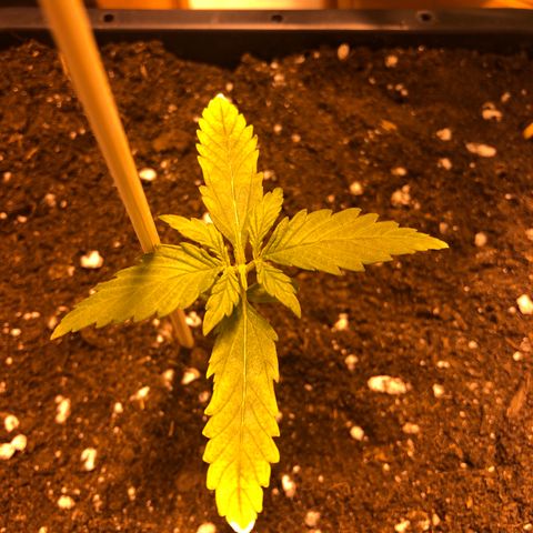 Gina growlog timeline photo