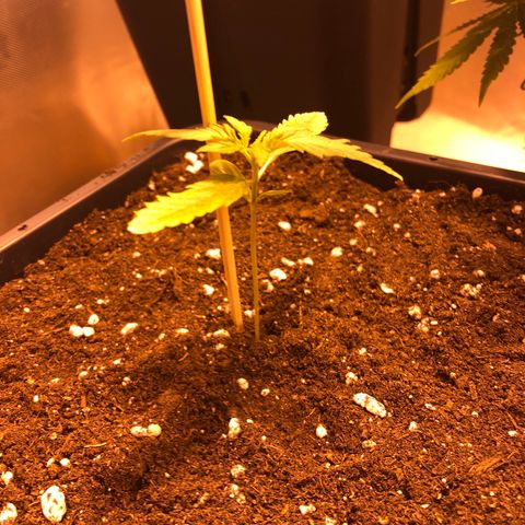 Gina growlog timeline photo