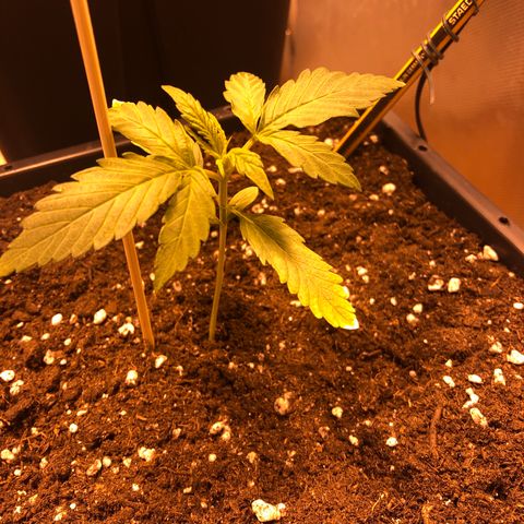 Gina growlog timeline photo