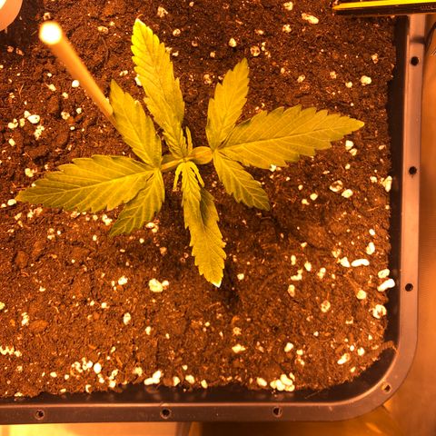 Gina growlog timeline photo