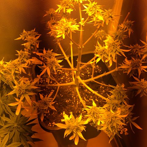 Blue AutoMazar growlog timeline photo