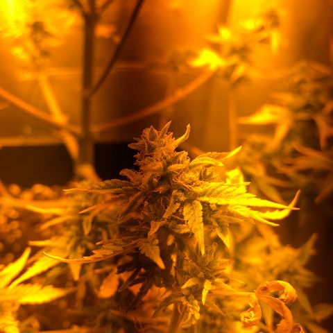 Blue AutoMazar growlog timeline photo