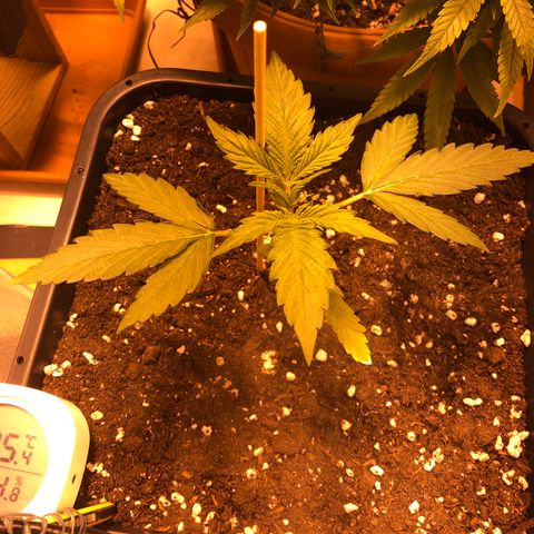 Gina growlog timeline photo