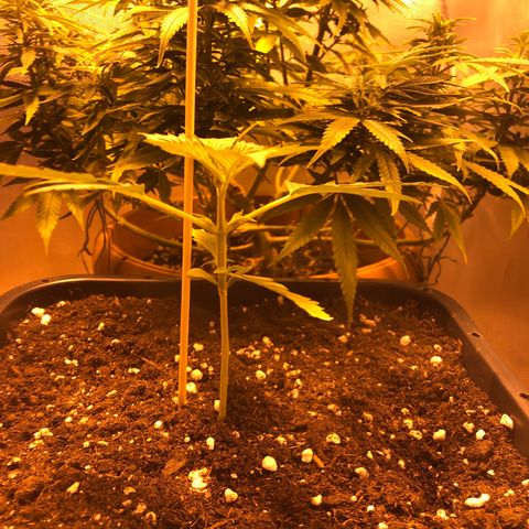 Gina growlog timeline photo