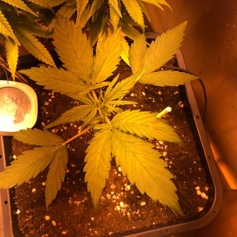 Gina growlog timeline photo