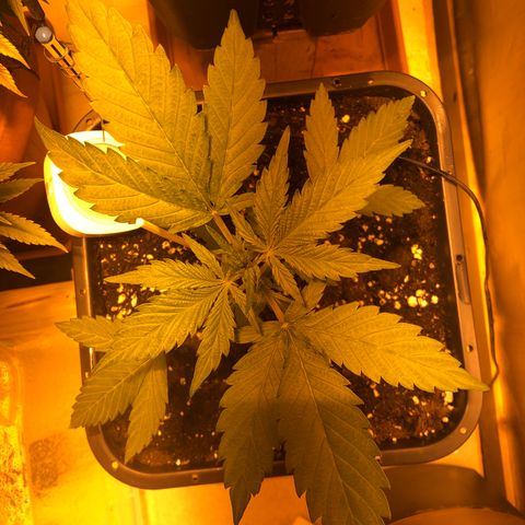 Gina growlog timeline photo