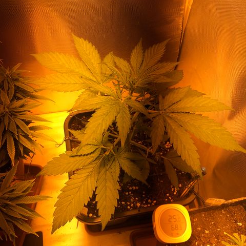 Gina growlog timeline photo