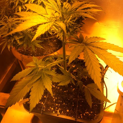 Gina growlog timeline photo