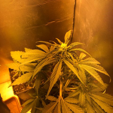 Gina growlog timeline photo