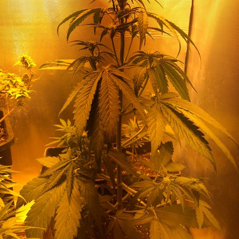 Gina growlog timeline photo