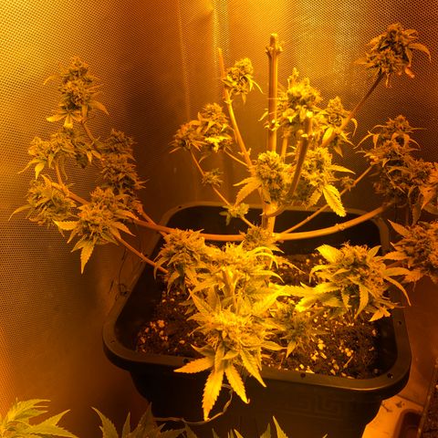Blue AutoMazar growlog timeline photo