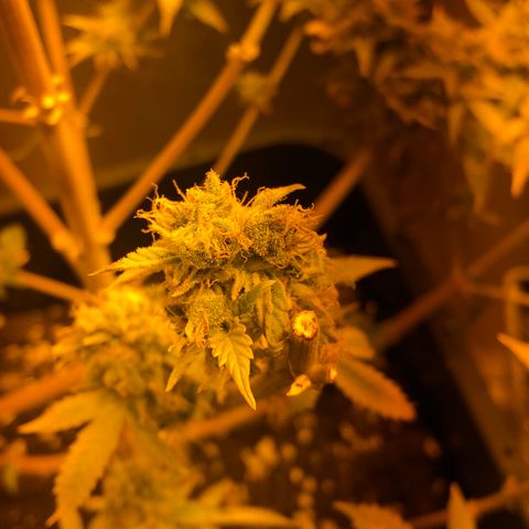 Blue AutoMazar growlog timeline photo
