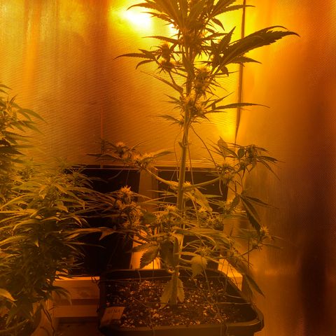 Gina growlog timeline photo