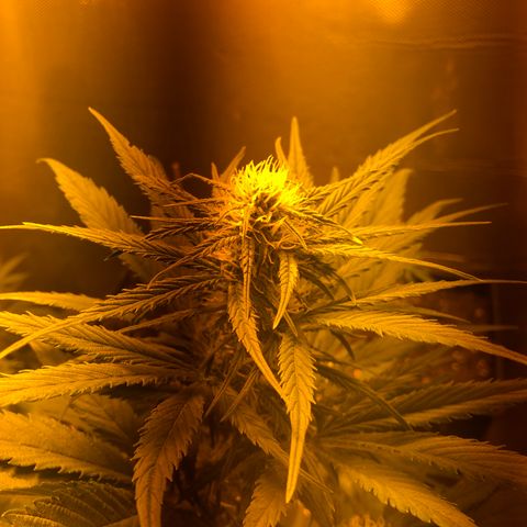 Gina growlog timeline photo