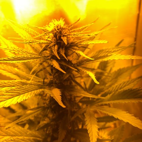 Gina growlog timeline photo