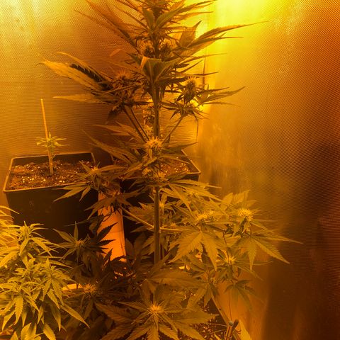 Gina growlog timeline photo