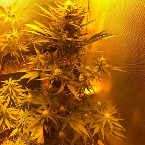 Gina growlog timeline photo