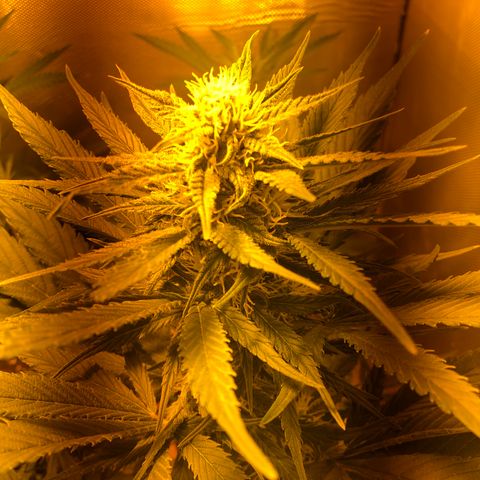 Gina growlog timeline photo