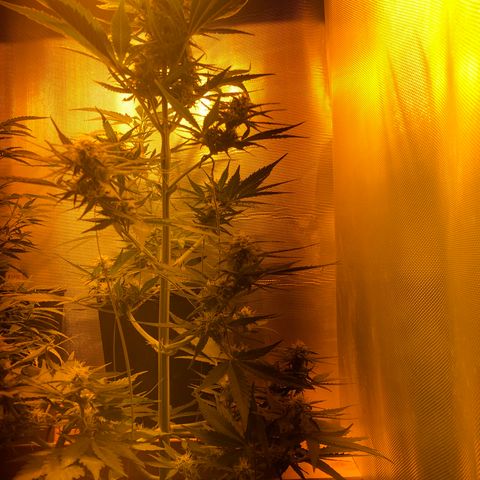 Gina growlog timeline photo