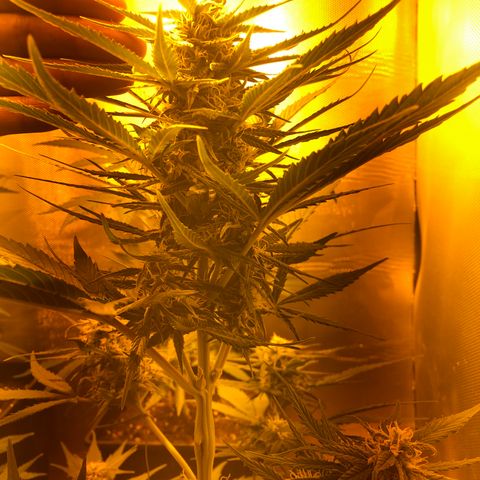 Gina growlog timeline photo