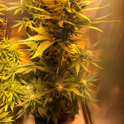 Gina growlog timeline photo