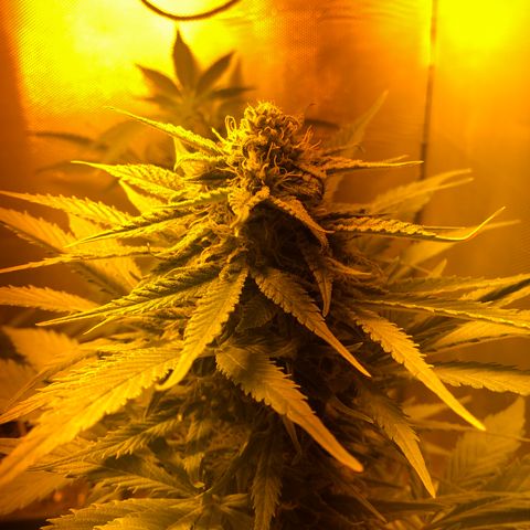 Gina growlog timeline photo
