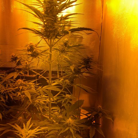 Gina growlog timeline photo