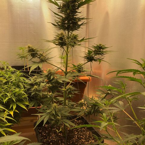 Gina growlog timeline photo