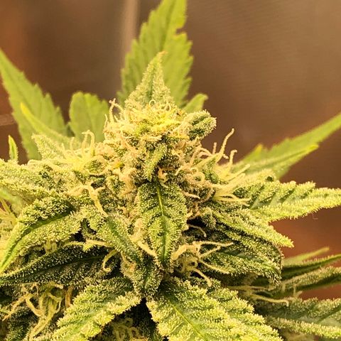Gina growlog timeline photo