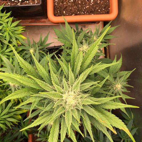 Gina growlog timeline photo