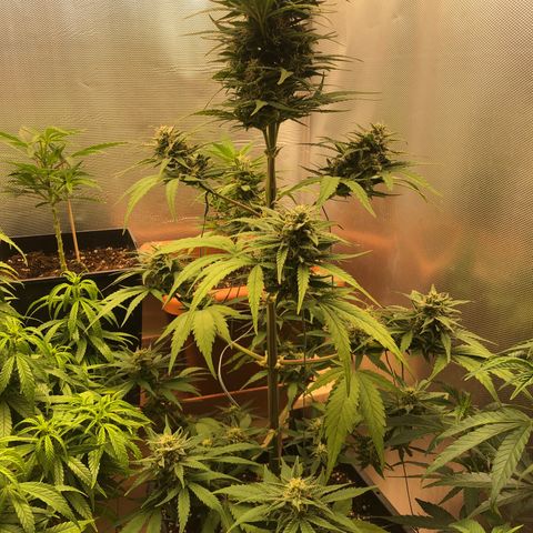 Gina growlog timeline photo