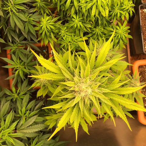 Gina growlog timeline photo