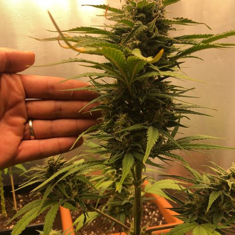 Gina growlog timeline photo